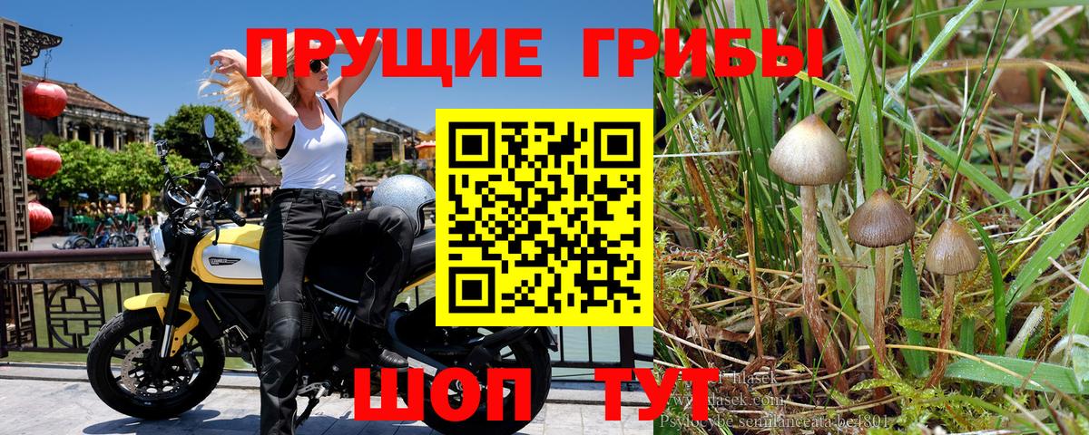 Галлюциногенные грибы Cubensis Джанкой